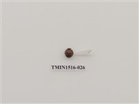 藏品(鞘翅目(二))的圖片